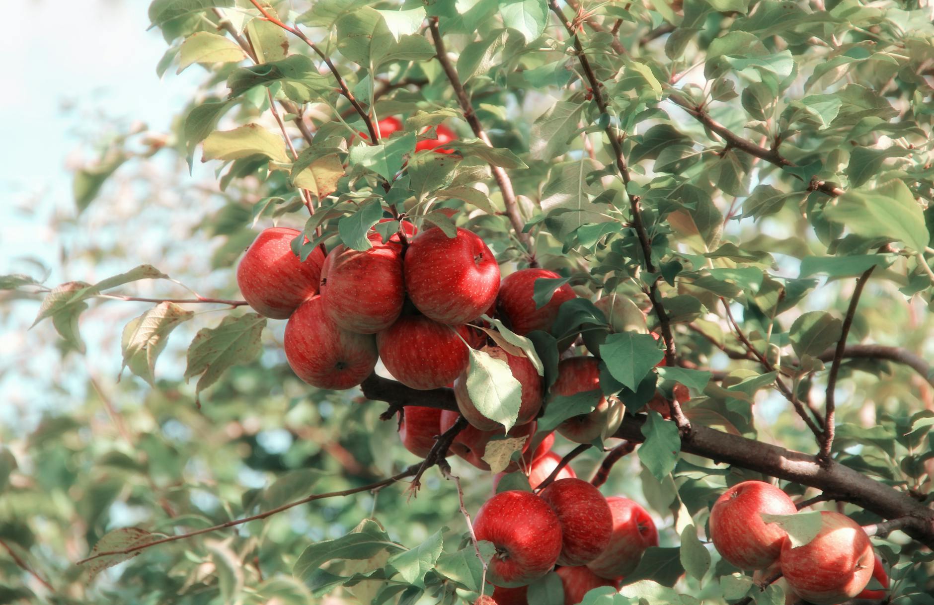 red apples